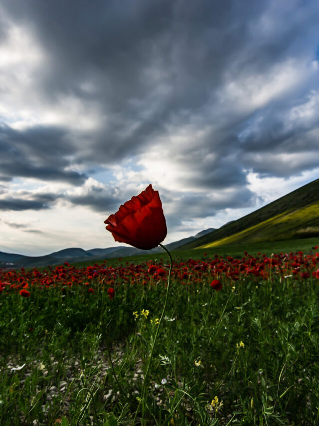 Il Re di Castelluccio